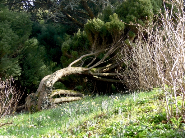 Bois des Moutiers (54) mars 2012